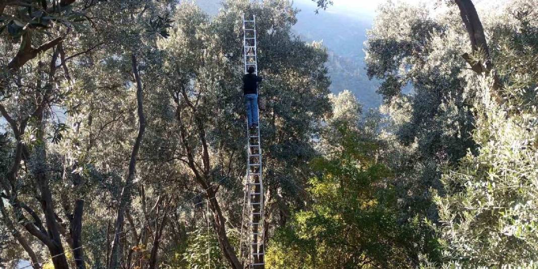 Çin’den ödüllü zeytinde hasat vakti geldi! Kilosu 400 TL’den satılıyor: 12 metre yükseklikten özenle toplanıyor 1